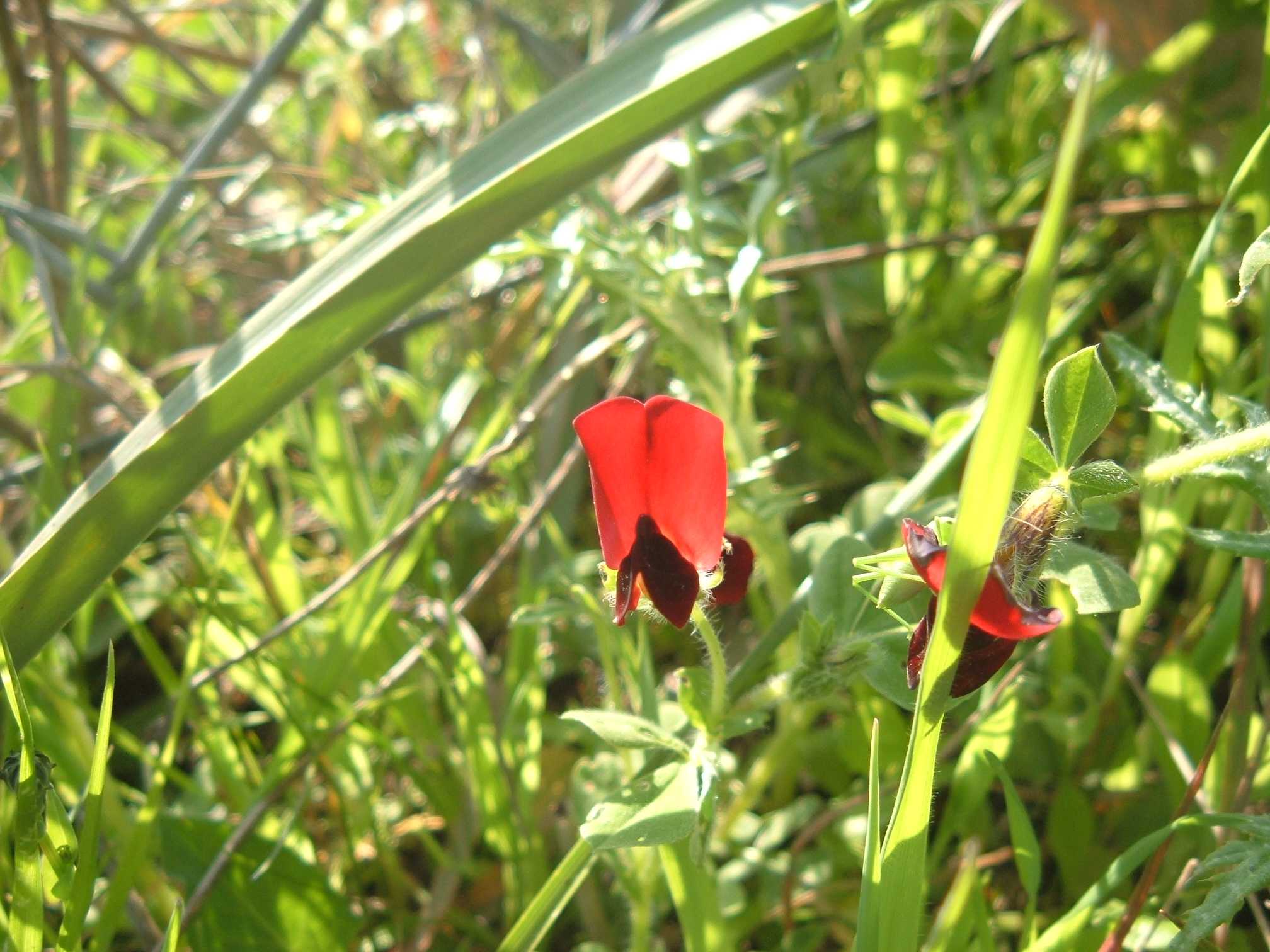 Tetragonolobus purpureus
